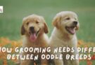 How Grooming Needs Differ Between Oodle Breeds