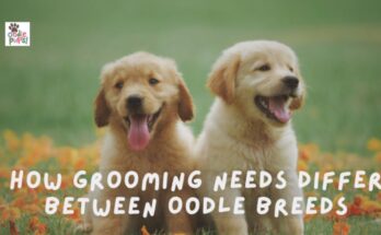 Oodle Grooming Tips