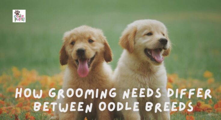Oodle Grooming Tips