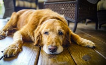 How Old Is Your Pet Really