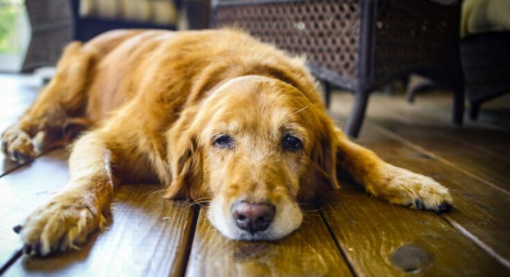 How Old Is Your Pet Really