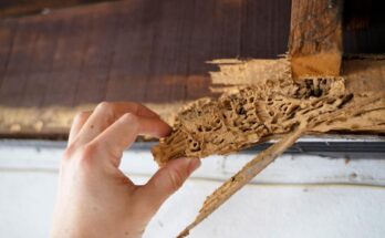 Termite Prevention