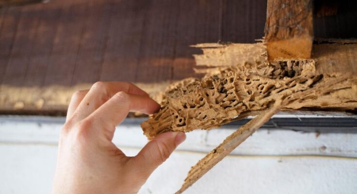 Termite Prevention